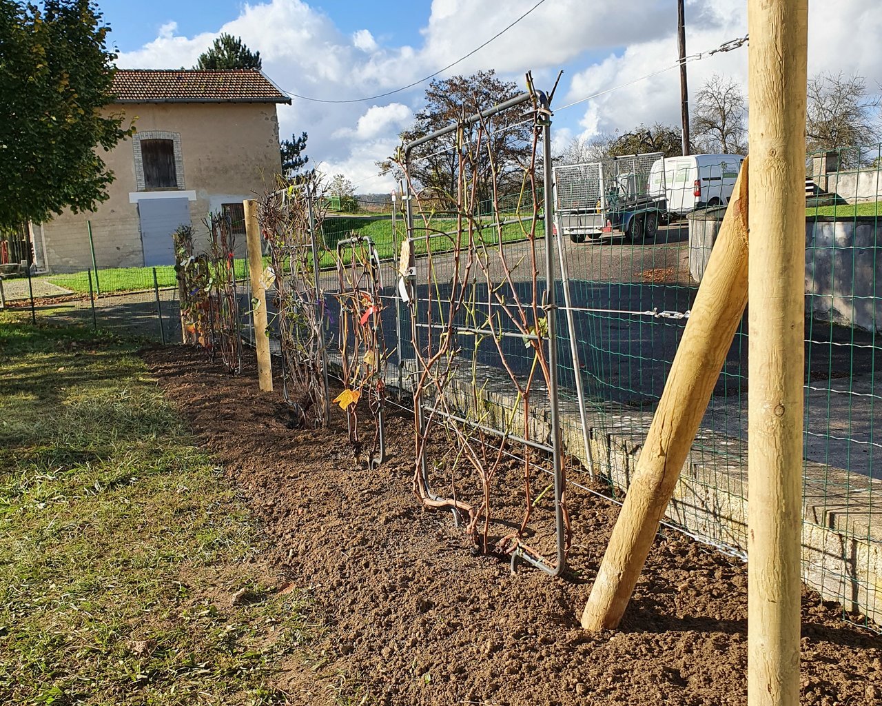 Plantation de vignes